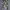 CARGO JOGER CAMO PANT photo 4