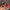VANS Streetwear Sneakers Pria red photo 5