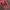 VANS Streetwear Sneakers Pria red photo 4