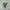  Vans Court Icon Jolly Green
