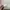 Jellycat Bashful Luxe Bunny Luna Huge (GOLDEN TAG) photo 5