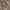 2015 Dickies Canvas Cellpocket Brown photo 4