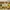 Covernat oxford split duck hunter camo button-down shirt photo 3