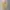 Poloshirt Lynx photo 1
