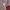 Casual Track jacket Pria red photo 4