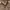 Carhartt Vintage Casual Sweater Pria Brown