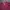 Fruit of the Loom Vintage T-shirt Pria burgundy photo 3