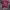 Fruit of the Loom Vintage T-shirt Pria burgundy photo 1