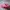 Crocs Casual Loafer Pria pink photo 1
