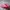 Crocs Casual Loafer Pria Pink