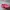 Crocs Casual Loafer Pria pink photo 2