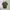 Carhartt Casual T-shirt Pria green photo 1