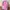 Skechers Casual Backpack Wanita pink blue photo 2