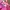 Skechers Casual Backpack Wanita pink blue photo 6