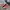 Converse Casual Casual shoe Pria red photo 1