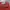 Nudie Streetwear Casual Jeans Pria red photo 3