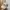 Adidas Sportswear Casual Hat Pria cream photo 5
