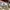 Adidas Sportswear Casual Hat Pria cream photo 6