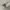 Adidas Sportswear Casual Hat Pria cream photo 3