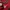 Asics Noosa Tri 15 Red photo 7