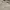 Burberry Avant Garde Polo shirt Pria tan photo 1