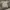 Burberry Avant Garde Polo shirt Pria tan photo 2