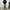 Uniqlo Streetwear Y2K Sweatpants & Joggers Pria brown cream photo 2