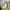Champion Sportswear Casual Windbreaker Pria tan khaki photo 2