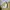 Champion Sportswear Casual Windbreaker Pria Tan Khaki