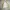 Champion Sportswear Casual Windbreaker Pria tan khaki photo 3