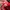 adidas samba og red white photo 6