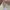Uniqlo Streetwear Casual Casual pants Pria tan photo 4