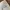 Uniqlo Streetwear Casual Casual pants Pria tan photo 4