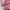 Adidas Casual Sneakers Wanita pink photo 2