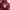 Y2K Hoody Wanita burgundy photo 2