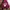 Y2K Hoody Wanita burgundy photo 1