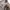 Stussy Vintage Y2K Formal shirt Pria tan photo 1