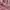 Lolita Coquette Blouse Wanita pink photo 3