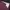 Dickies Casual Casual pants Pria burgundy photo 4