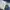 Dickies Casual Casual pants Pria blue photo 2