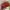 fendi peek a boo micro photo 3
