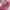 Authentic Longchamp Medium Short Handle photo 4