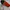 Adidas Sportswear Sneakers Pria white photo 1