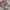 Adidas Sportswear Sneakers Pria white photo 2