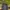 Biker Trench coat Pria navy photo 1