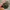 Bonia teroso BN737 - 1037LE LIMITED EDISION photo 2