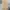 Uniform Bridge Streetwear Casual Casual pants Pria tan photo 1