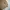 Kangol Streetwear Casual Windbreaker Pria tan photo 4