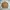 Kangol Streetwear Casual Windbreaker Pria tan photo 7