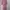 Muslim Baju muslim Wanita pink photo 1